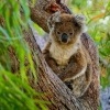 Koala - Phascolarctos cinereus 4678-1